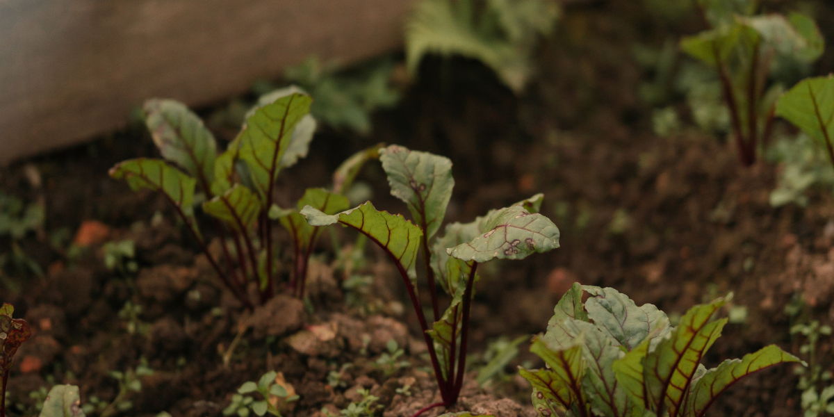 Beetroot Growing